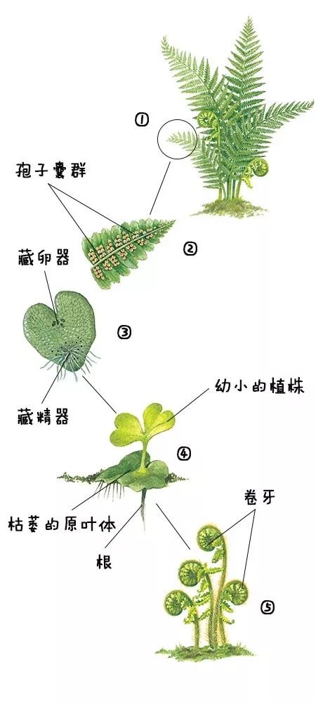 蕨类植物示意图图片