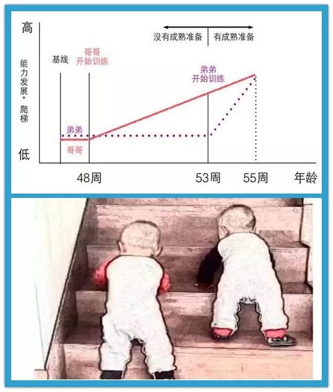 美国心理学家格塞尔曾经做过一个著名的"双生子爬楼梯实验:即让一对