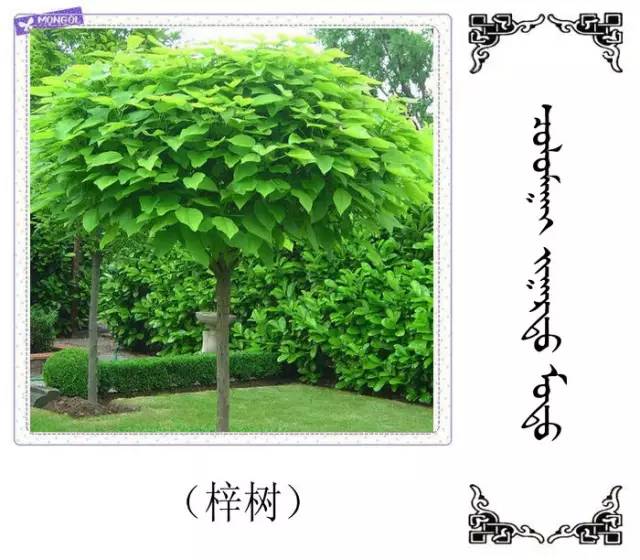 常识50多种树木蒙汉名称