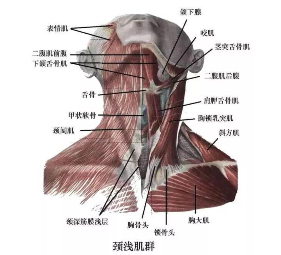 头颈肌肉解剖图解图片