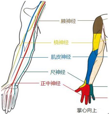 前臂神经支配图图片