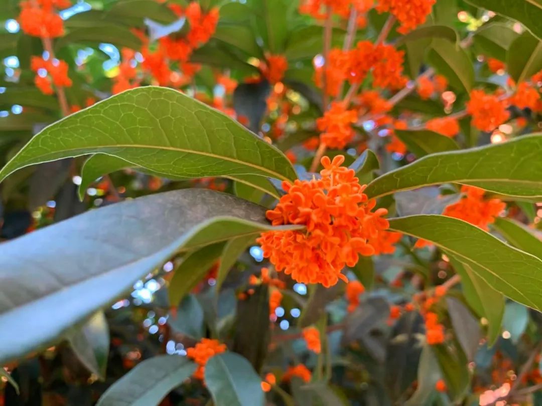 陳倉初中:滿園花香,邀你賞桂花(附高清大圖)_桂子