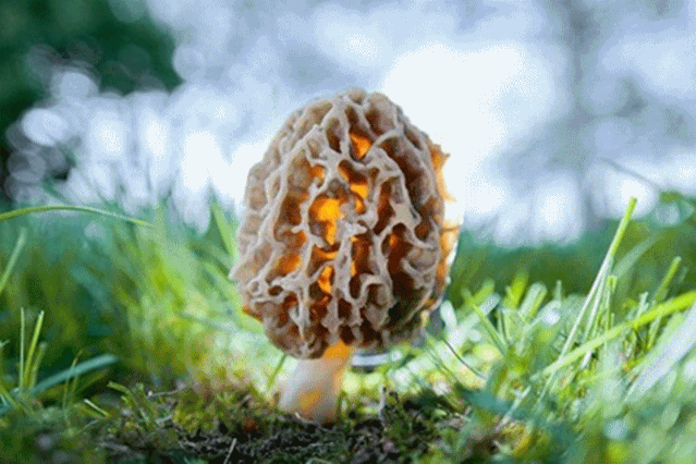 是各类山珍野味的生长王国山高林多湿度大高原性大陆气候气候寒冷湿润