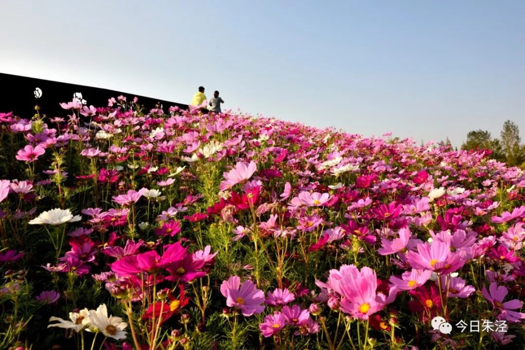 700万朵七彩格桑花7万朵鸡冠花喜迎新中国成立70周年