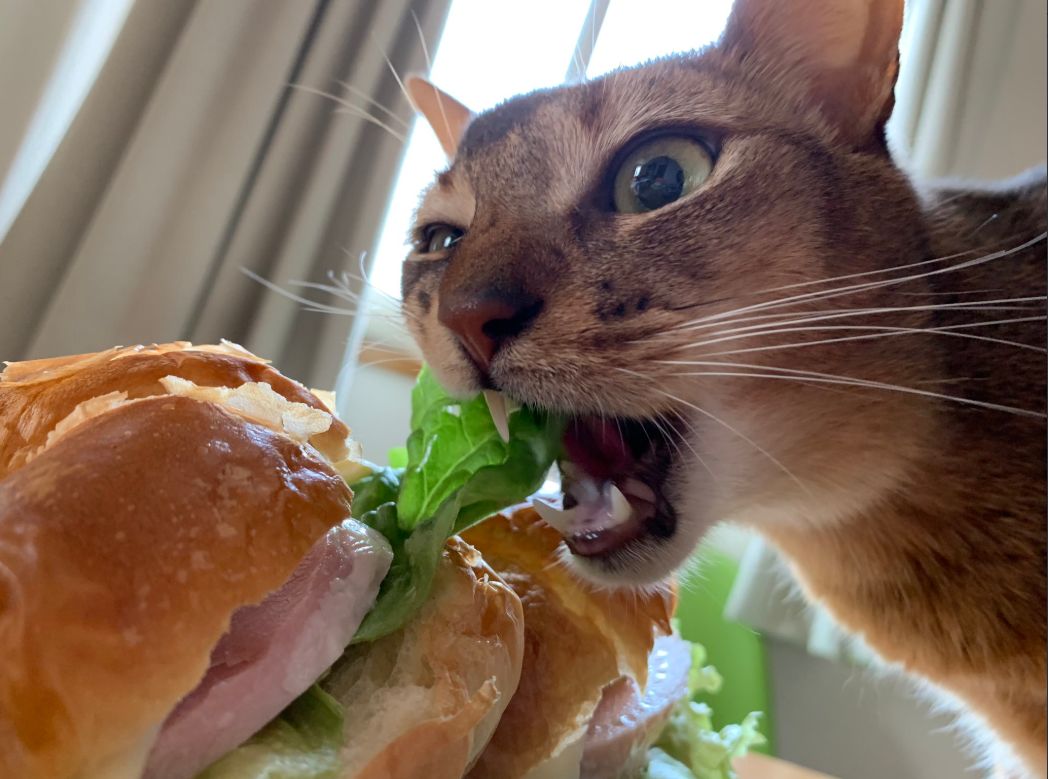 零食柜发出奇怪声响!犯罪嫌疑猫竟做出如此丧心病狂的事