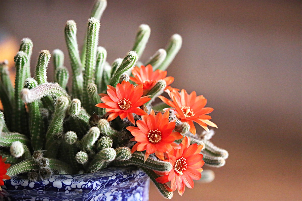 难得一见的鼠尾掌花的绰约丰姿_仙人