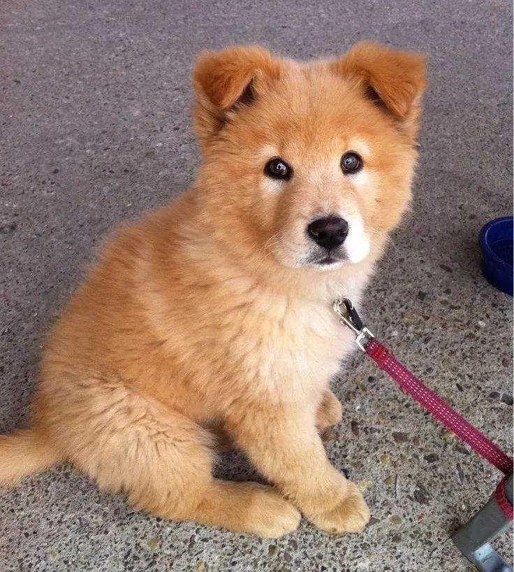 金毛mix德牧这是什么神仙狗狗啊