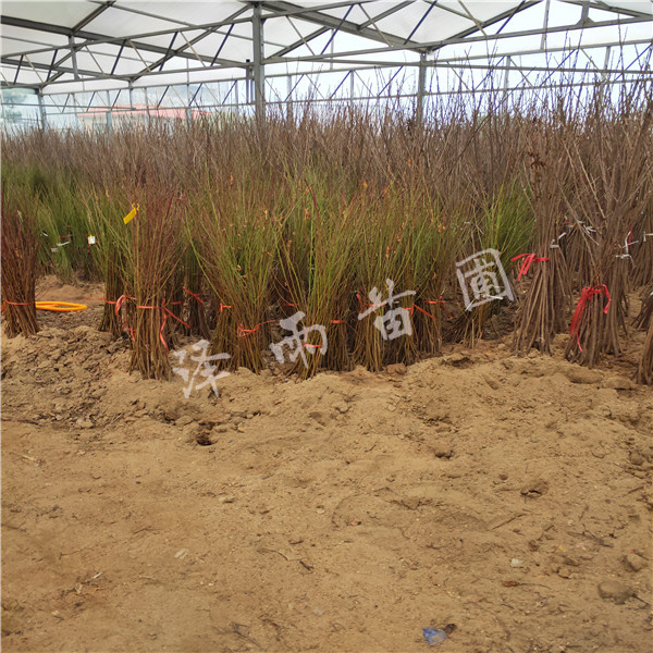 介绍中蟠101蟠桃树苗