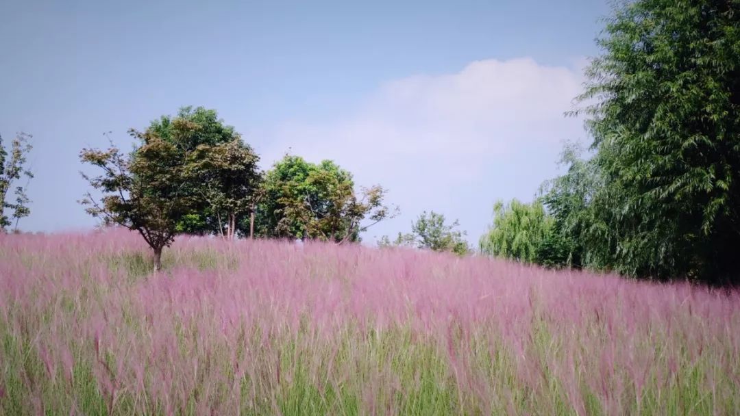 美哭了3000平米网梦幻粉花惊现常熟这里