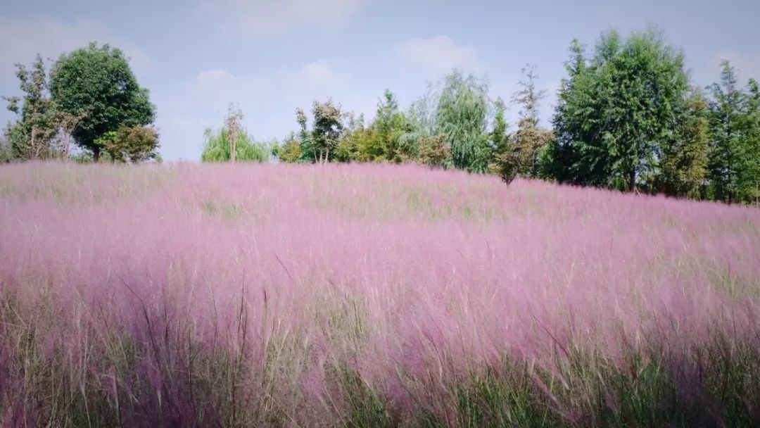 美哭了3000平米网梦幻粉花惊现常熟这里