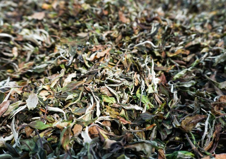 茶界新贵云南古树白茶:优质古树原料, 贴合当地风土之工艺, 有多令人