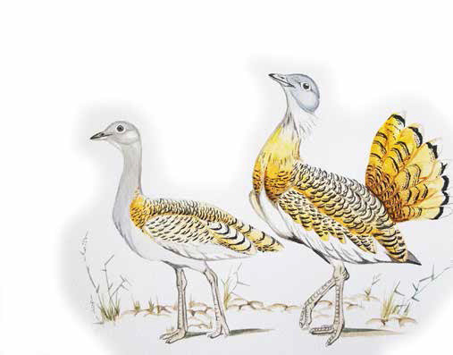 鸨鸟为何成了妓院老板娘的代名词了