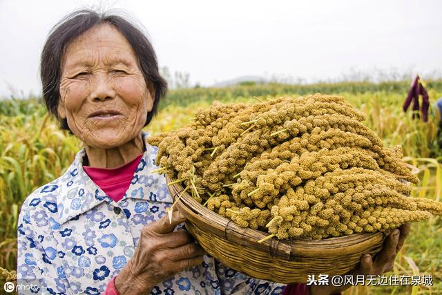 秋天的庄稼——写给农民丰收节-搜狐大视野-搜狐新闻