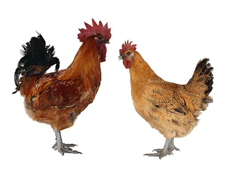 肉鸡有哪些生物学特性以及如何选择品种?