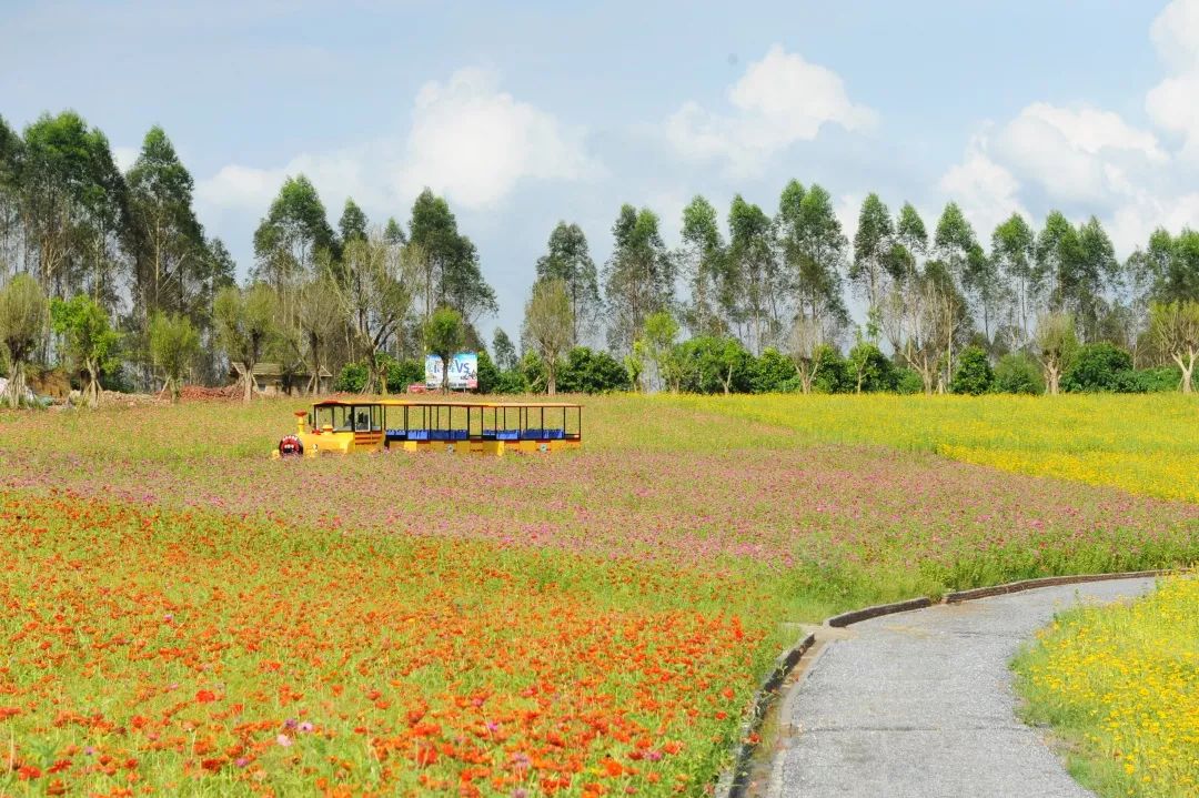 清远这数百亩的花海即将刷爆朋友圈!必须曝光!