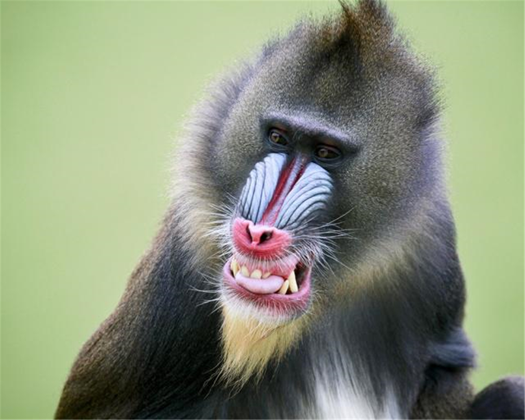 原创广西十万大山真有山魈十足一个京剧大花脸连狮子都怕它三分