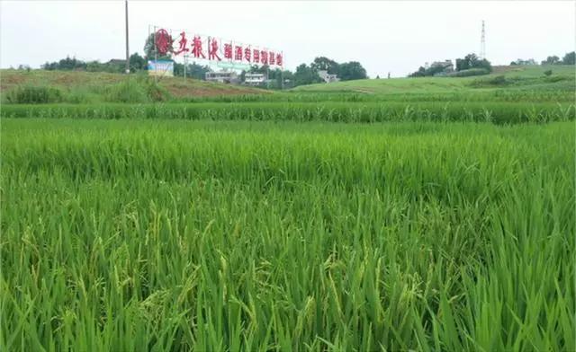 程度高基地環境優良共同打造完成由五糧液聯袂水清鎮政府2019年位於江