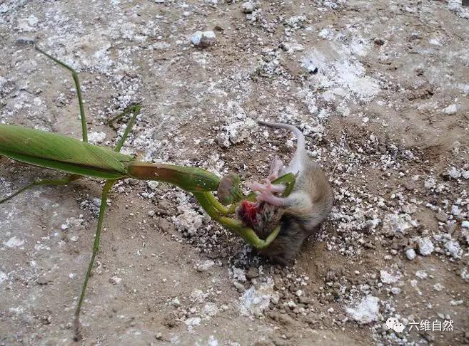 原创绿巨螳螂捕杀小老鼠鼠类都在这种螳螂食谱上甚至包括天敌鸟类