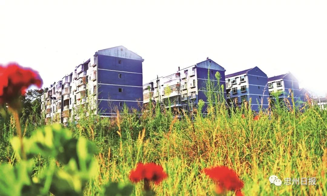 【壮丽70年·奋斗新时代——忠县发展成就巡礼】石黄镇:特色效益农业