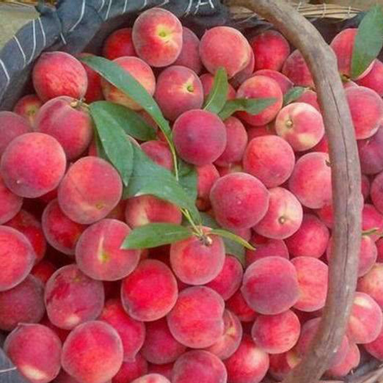 血桃——一个年年都卖没的好品种
