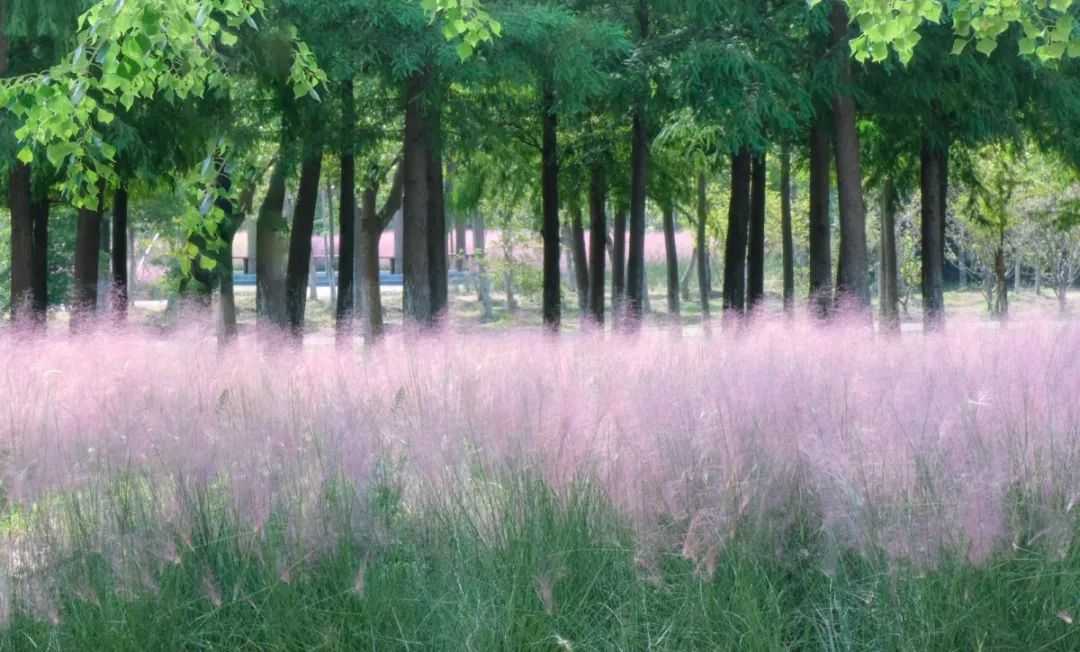 美哭了3000平米网梦幻粉花惊现常熟这里