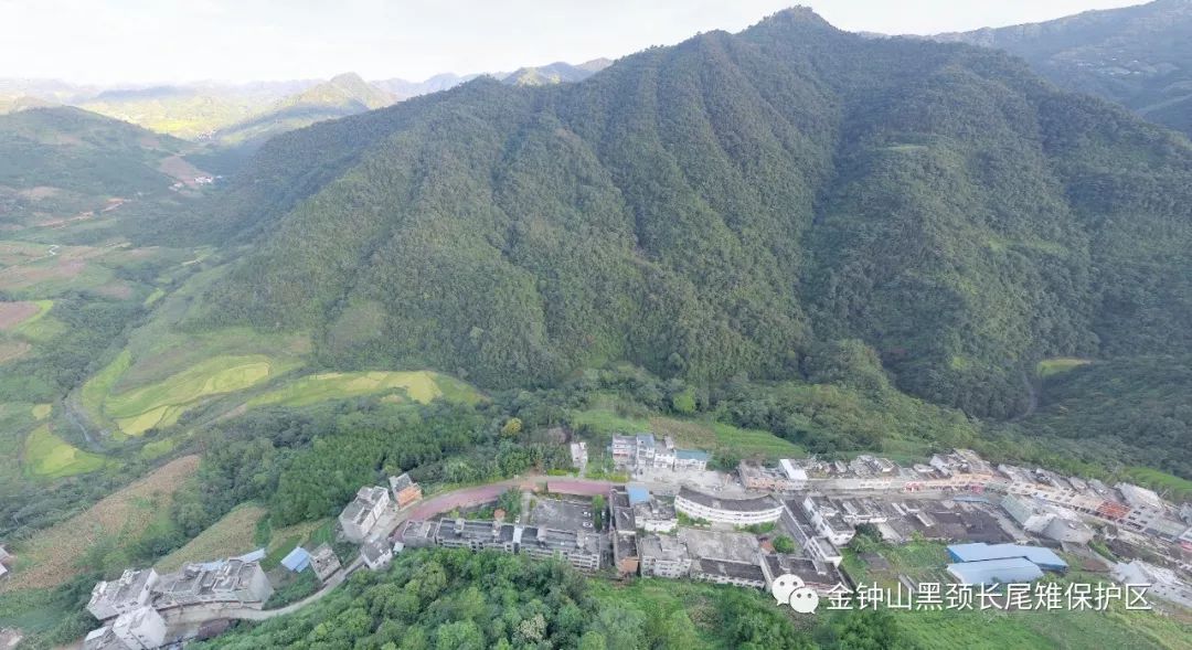 2019广西观鸟赛——金钟山保护区观鸟线路抢鲜版!