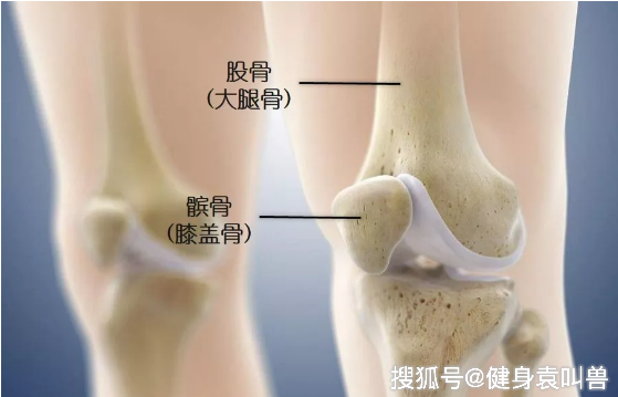 髌股关节由股骨与股骨髁间窝上的髌骨组成的,在膝关节屈伸过程中,髌骨