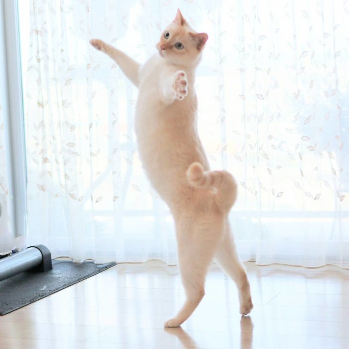 睿廷小猫咪跳舞图片