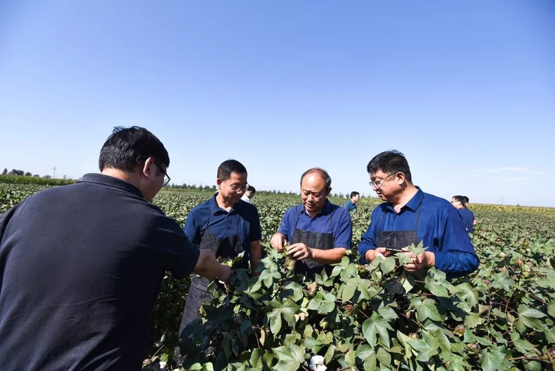 黄河流域棉花全程机械化生产南宫测产推进会在河北省南宫市成功举办