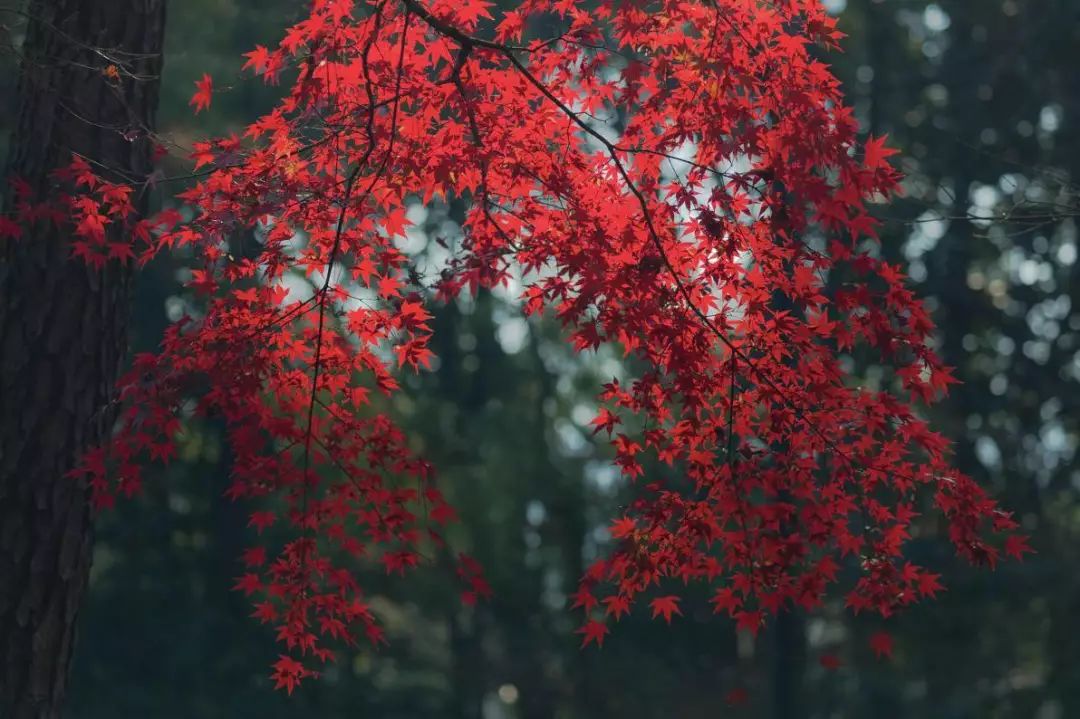 杭州秋季图:秋雨梧桐桂花香
