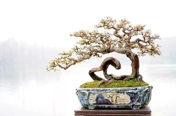 盆景本质就是"树",造型正确,即是大自然的缩影!