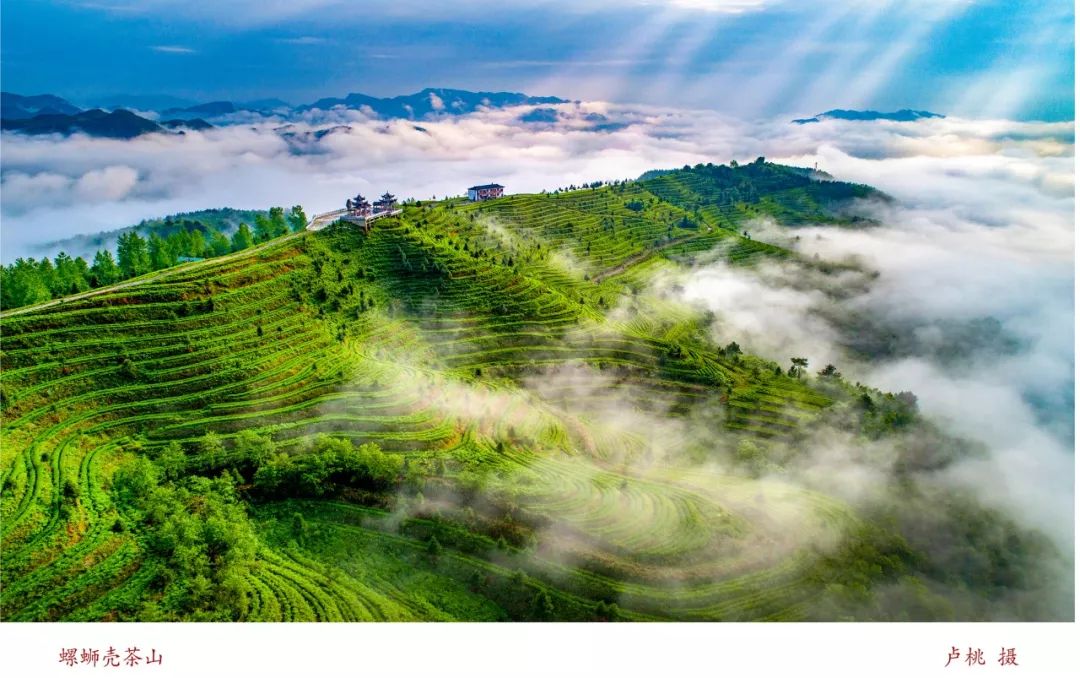 丰富多彩的活动展现都匀毛尖风采2019都匀毛尖国际茶人会侧记