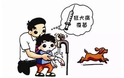 注射狂犬疫苗後有哪些注意事項?