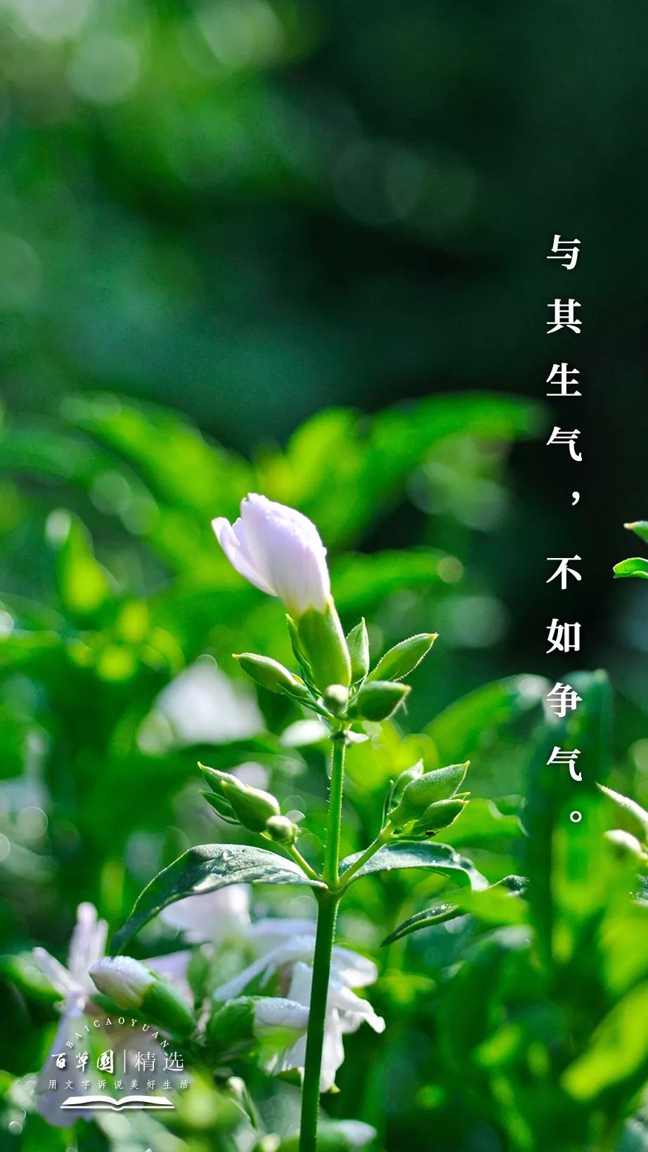 保存下载高清壁纸生活中,当别人不把你放在眼里,与其生气,不如争气