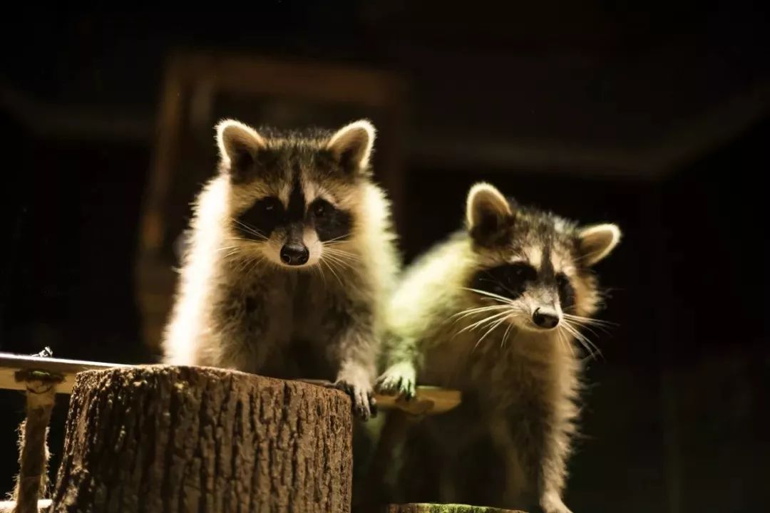 瘋狂動物城落戶崑山599搶崑山小象動物奇幻世界預售票