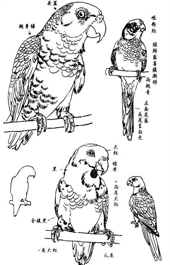 国画教程鹦鹉画法