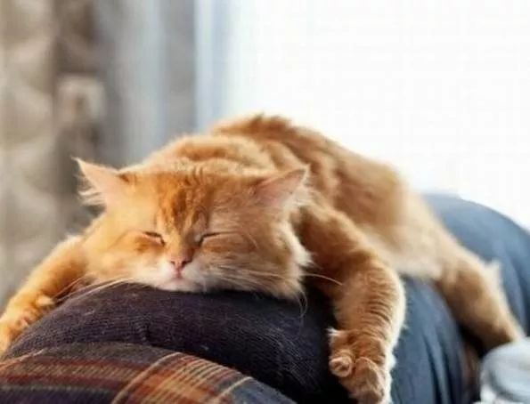 岐黄科普睡觉休息