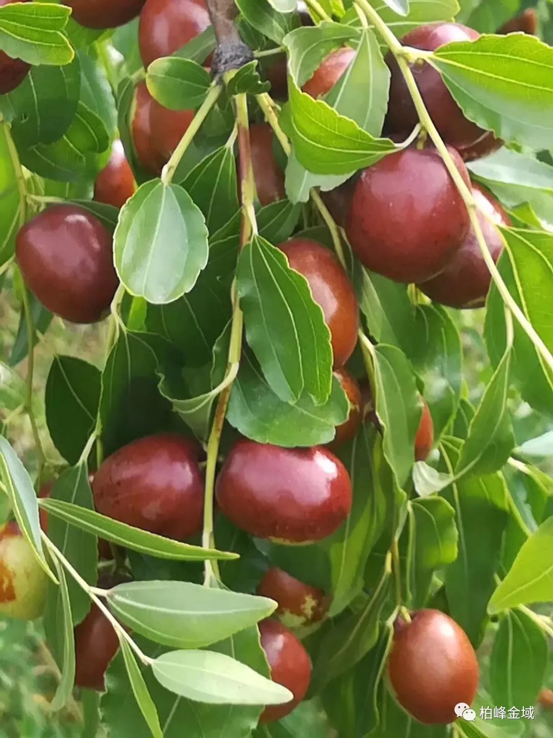 火了朝阳大枣上央视了