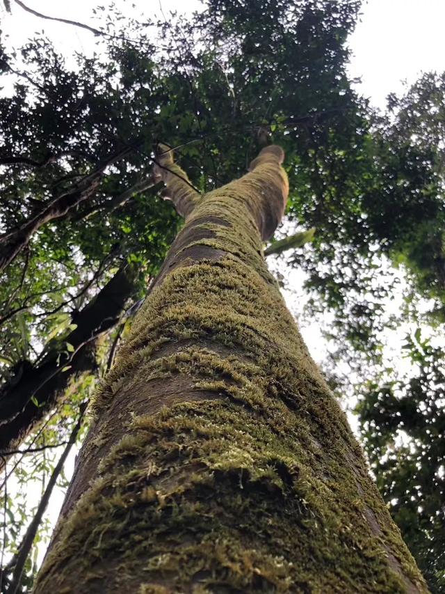 普洱茶陈化之王风情万种的刮风寨古树茶