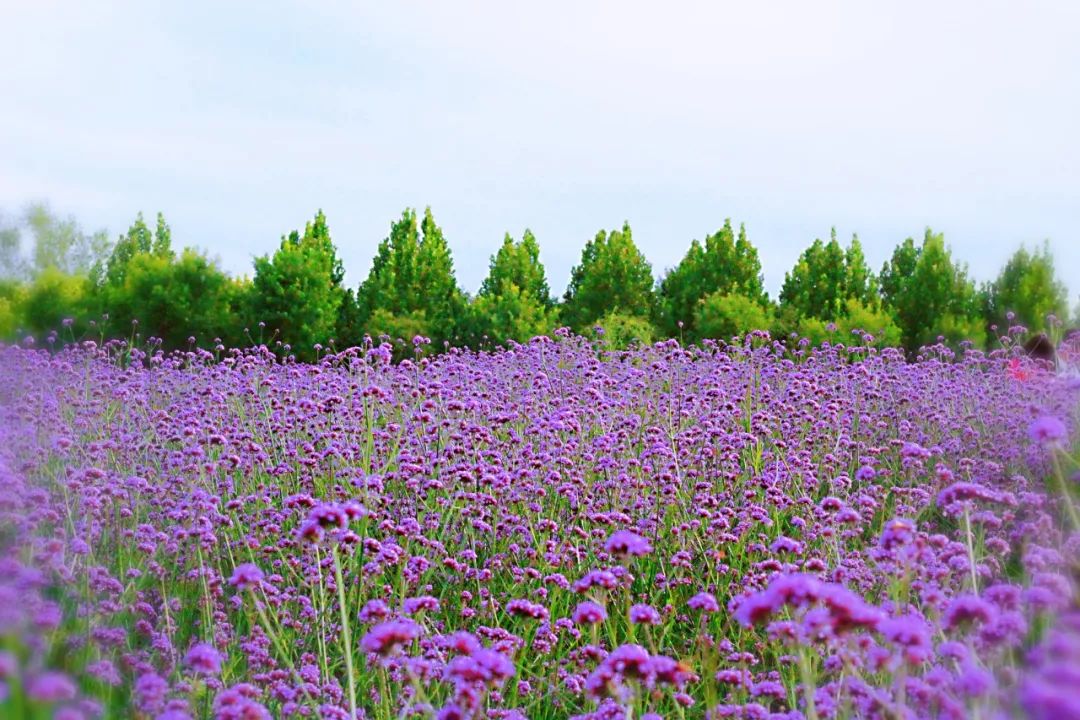 今起,全国目光聚集顺义这档事_花海