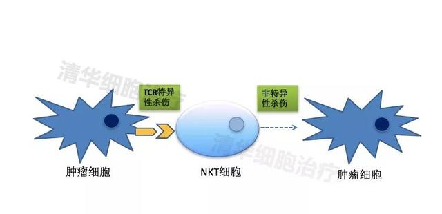 nkt细胞具有双重杀伤机制.