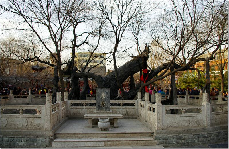 3,唐槐公园将升级为狄仁杰文化公园