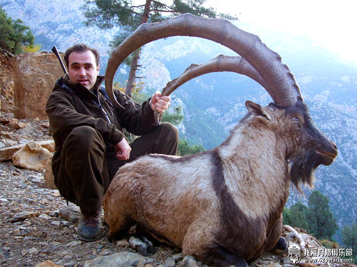 土耳其的北山羊(bezoar ibex)是一种非常漂亮的动物,它身上黑褐色斑纹