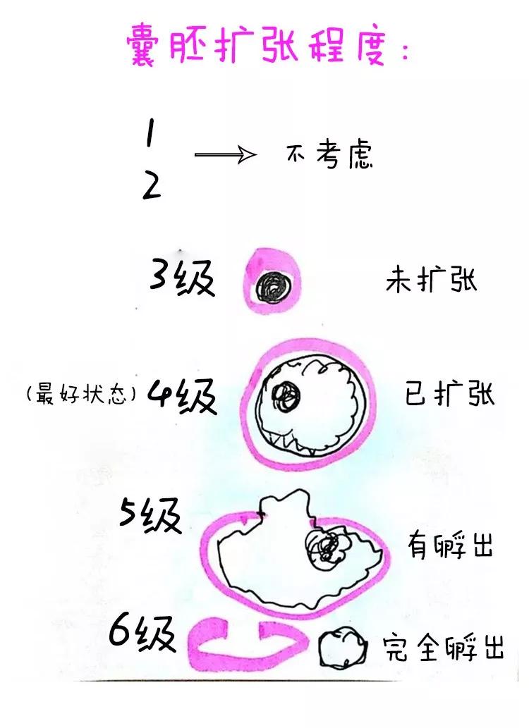 3ab4bc看完這囊胚等級解說再也不求人