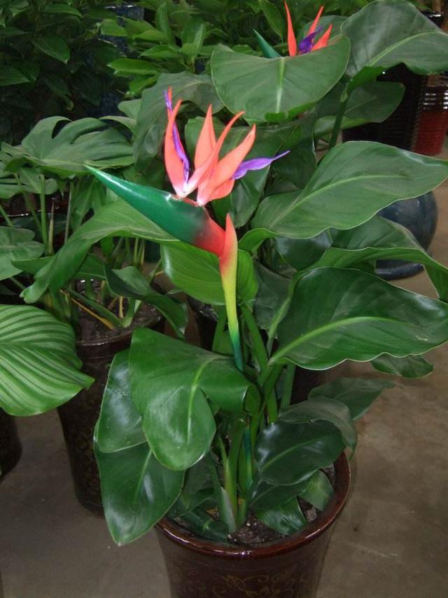 原创叶大花形优美鹤望兰观叶赏花都没有放在客厅尽显品味