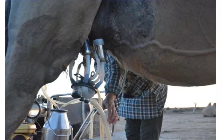 远赴千里之外的大漠,只为这个神奇的动物_骆驼