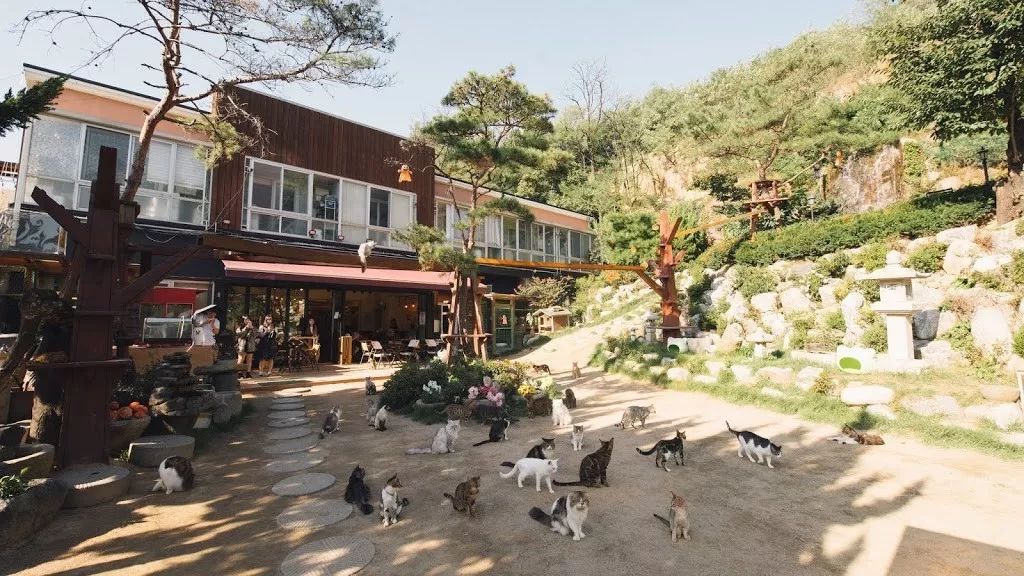 为了收养的103只猫她打造了真实版的猫咪后院太幸福了