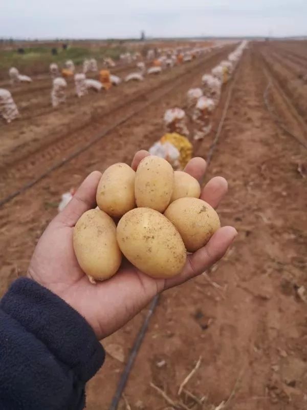 价格坚挺的小土豆有望拉动大薯业