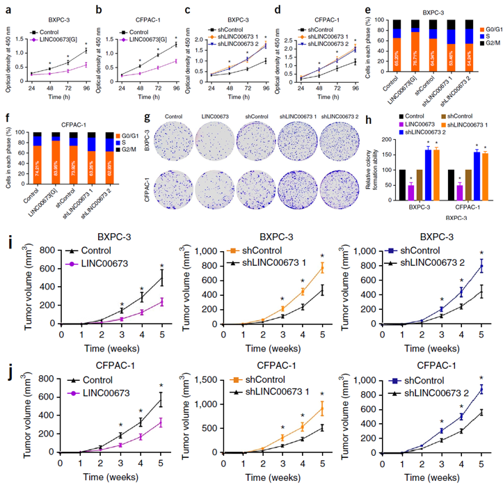 作者接着研究linc00673对细胞表型的影响,发现pdac细胞系bxpc-3和