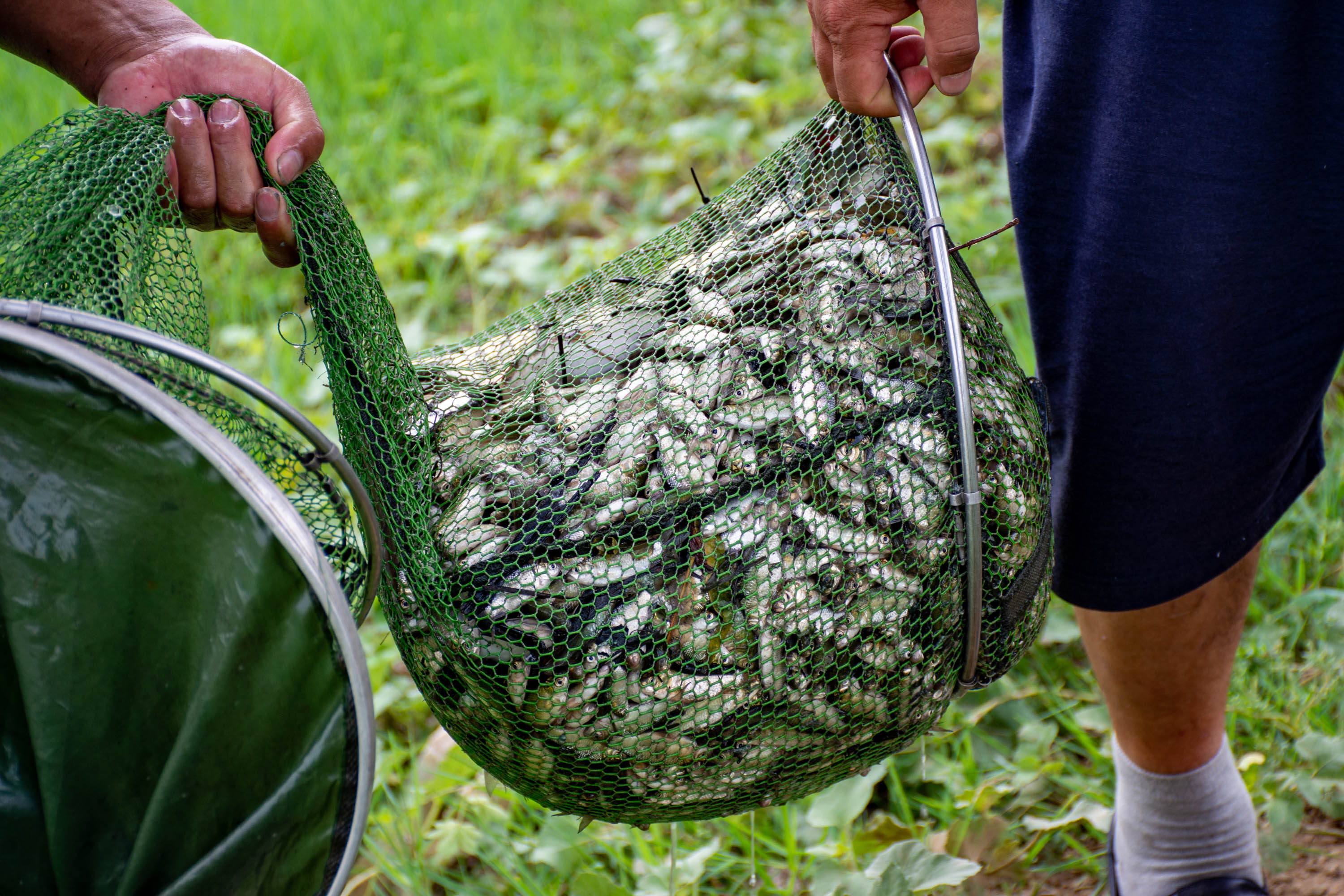 原創黃河水裡用絕戶網捕魚十五分鐘收一回一晌拉出八百斤鯽魚